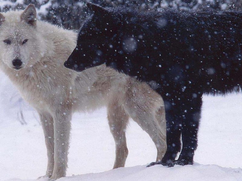 Black and White Beauties, white wolf, wolves, animals, dogs, black wolf, HD wallpaper