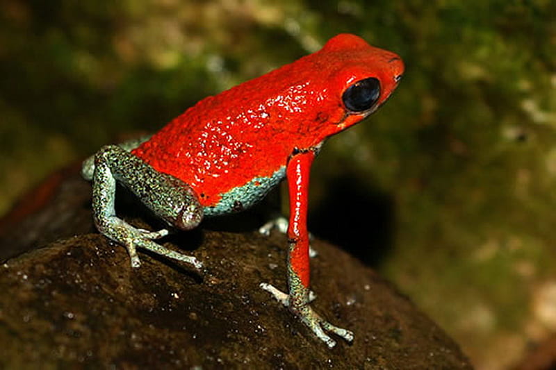 POISON ARROW FROG, gris, frog, red, sitting, HD wallpaper