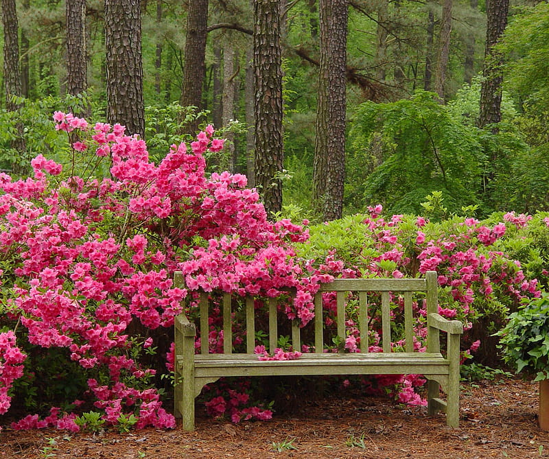 Park Bench, colorful, flowers, garden, peaceful, relax, woods, HD wallpaper
