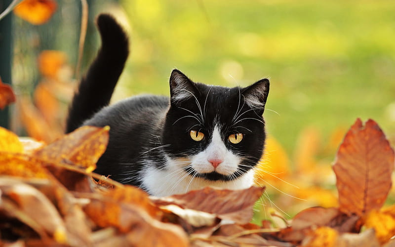 British Shorthair, autumn, black cat, close-up, gray cat, pets, cats, domestic cat, cute animals, cat with yellow eyes, British Shorthair Cat, HD wallpaper