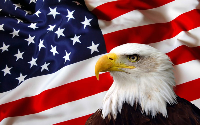 Patriotic, red, stars stripes, eagle, brave, american, flag, white, blue, HD wallpaper