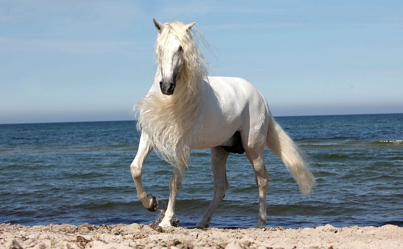White Andalusian, andaluz, cavalo, horse, andalusian, beach, stallion, branco, white, beach, animals, HD wallpaper