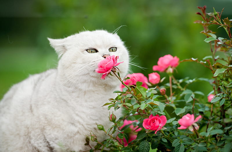 Sniffing roses, pisici, cat, white, pink, trandafir, rose, vara, green, flower, garden, summer, HD wallpaper