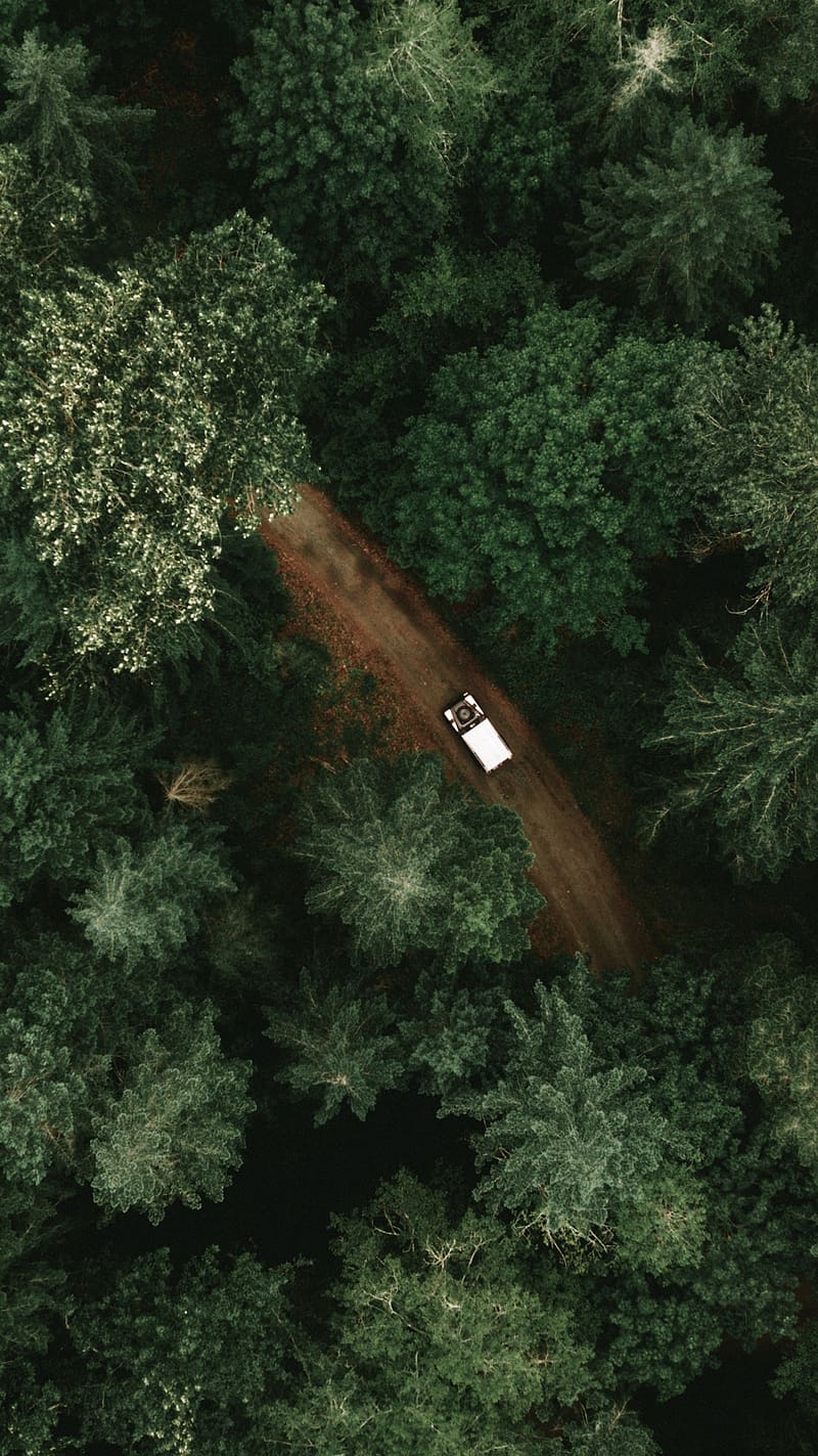Nature For Drone Shoot Of Trees, nature for, trees, drone shoot, greenery, HD phone wallpaper