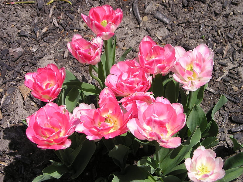 More Spring Tulips, Tulips, Brecksvillekc, Brecksville, flowers, Spring, HD wallpaper