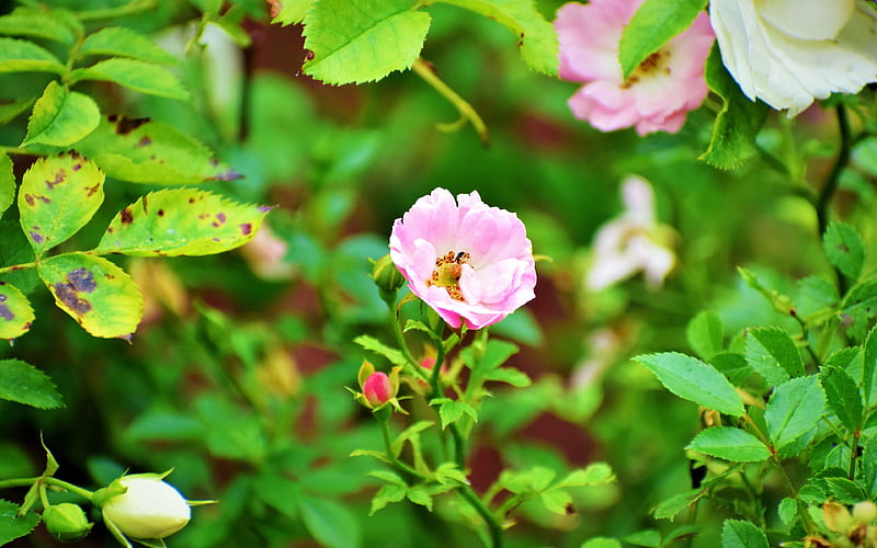 Pink Rose Flower Bloom Plant Closeup, HD wallpaper