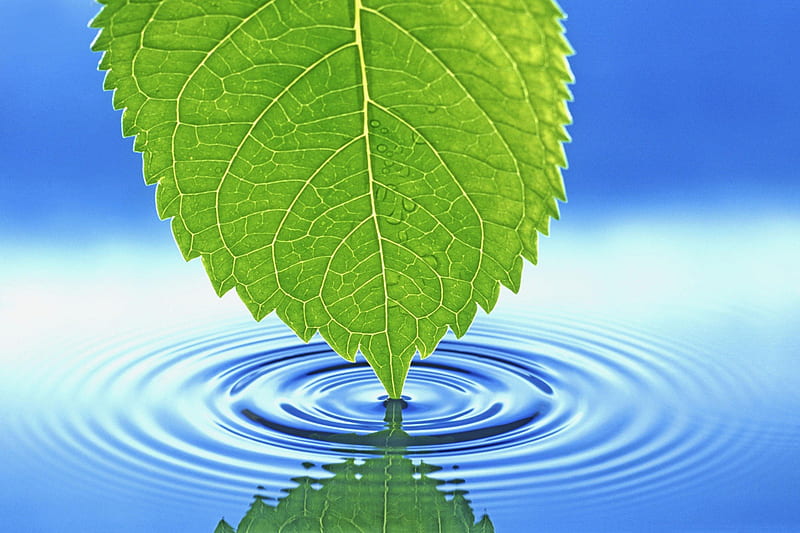 Leaf..., water, touch, love, nature, leaf, HD wallpaper