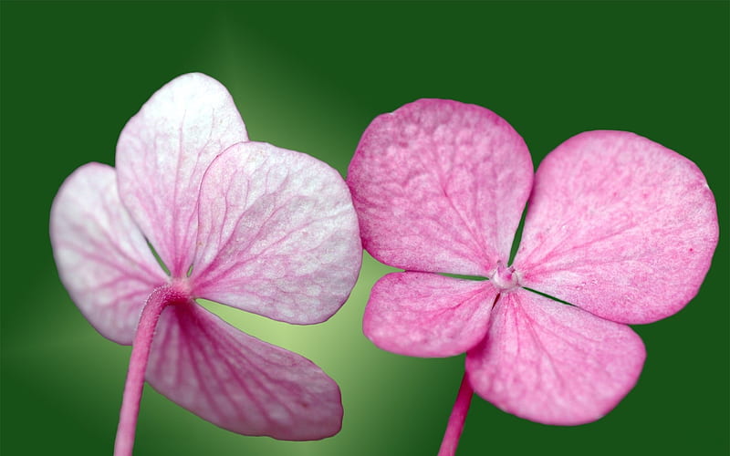 pink hydrangea petals, HD wallpaper