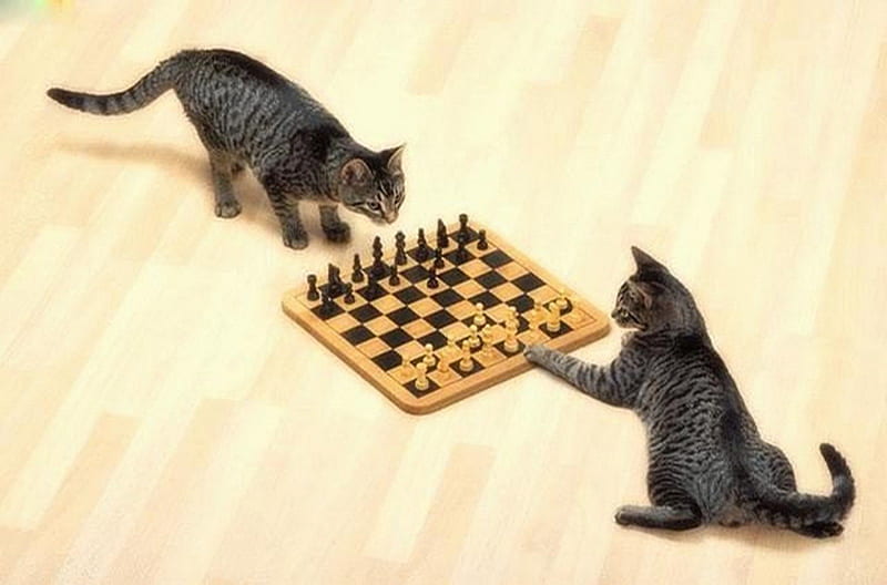 clever cat, game, clever, cat, chess, animals, HD wallpaper
