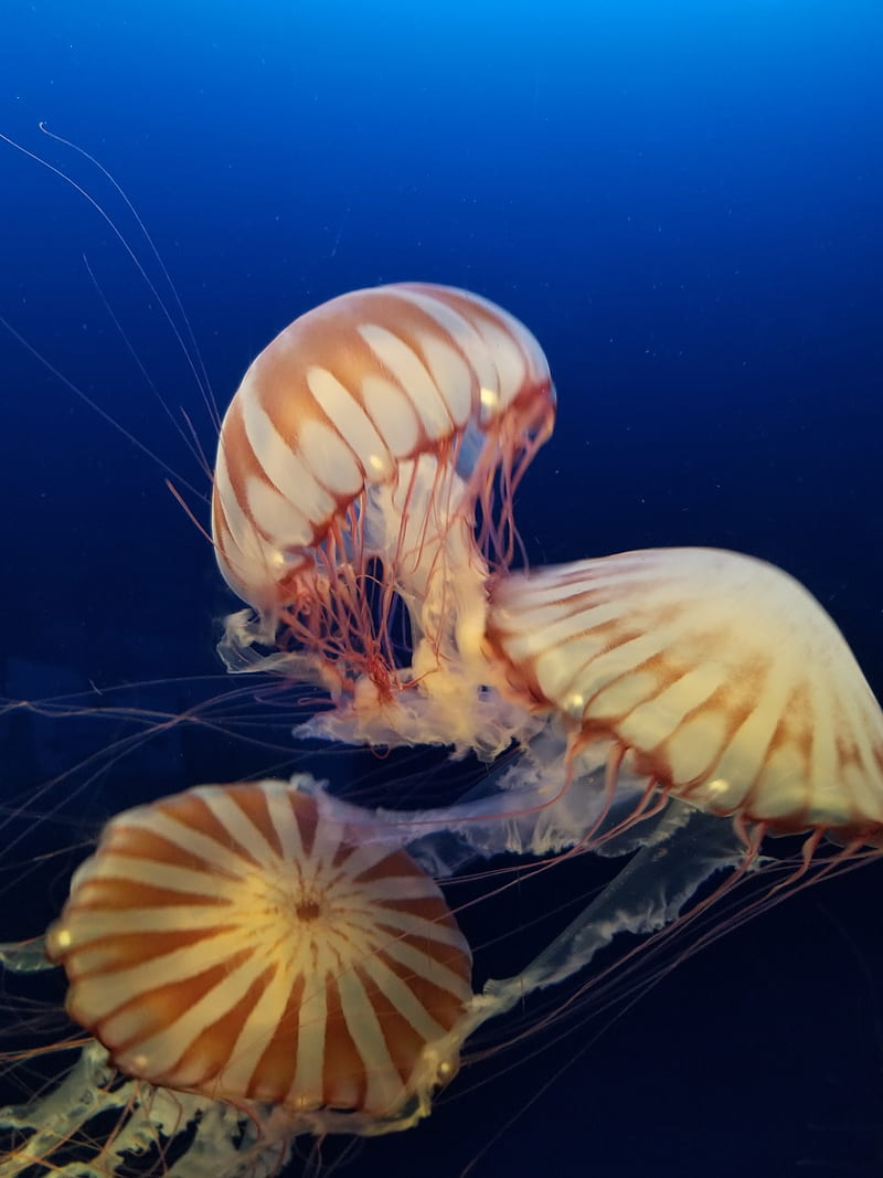 Jelly fish, aquarium, jellyfish, HD phone wallpaper