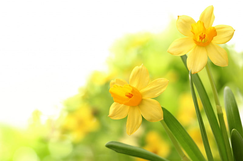 Spring Daffodils, yellow, flowers, spring, daffodils, HD wallpaper