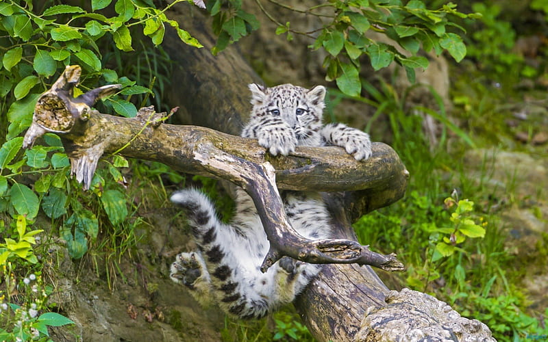 Leopard Cub Playing, playing, cubs, leopards, animals, HD wallpaper