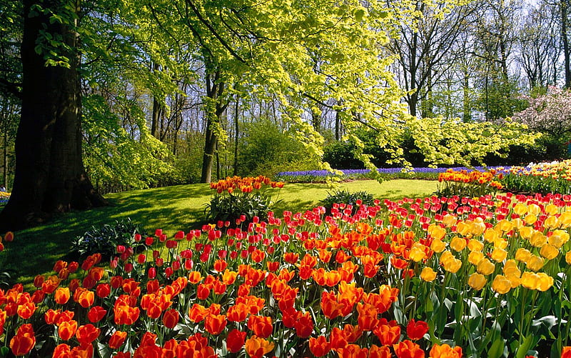 Jardín, jardines, colores, flores, naturaleza, Fondo de pantalla HD | Peakpx