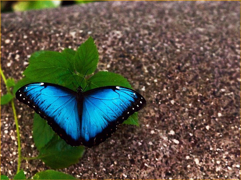 Marvelous Morpho, morpho, butterfly, black, green leaves, blue, HD wallpaper
