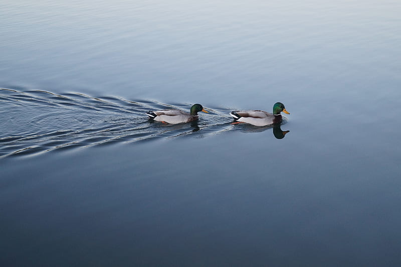 two swimming mallard ducks on still body of water, HD wallpaper