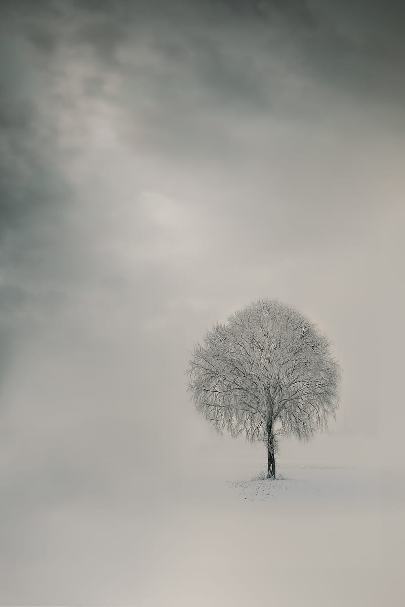 leafless tree on snow covered ground, HD phone wallpaper