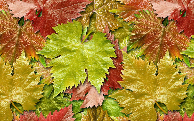 colorful leaves texture macro, autumn leaves, leaves texture, colorful leaf, leaf pattern, leaves, leaf textures, colorful leaves, HD wallpaper