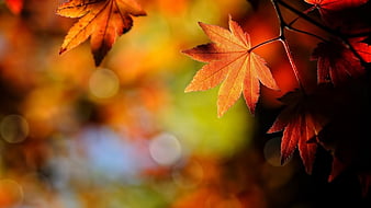 Autumm, koud, herfst, paddestoel, HD wallpaper | Peakpx