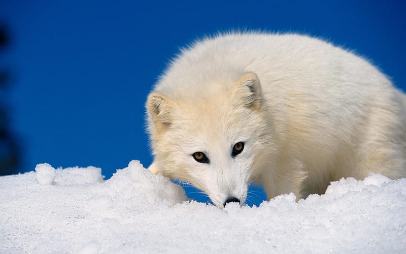 Sniffing Around in the Snow, cute, arctic fox, fox, snow, camoflouge, white, HD wallpaper
