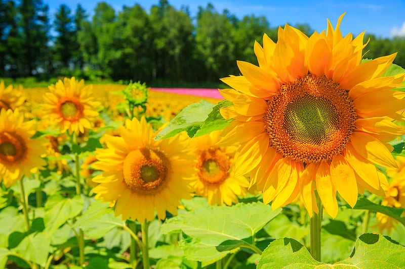 Beautiful Sunflowers, HD wallpaper