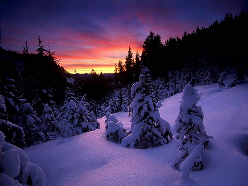 Alaska noches de invierno, nieve, puesta de sol, árboles, cielo, paisaje,  Fondo de pantalla HD | Peakpx