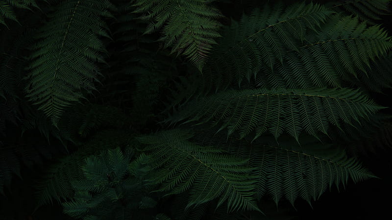 fern, leaves, green, dark, plant, HD wallpaper