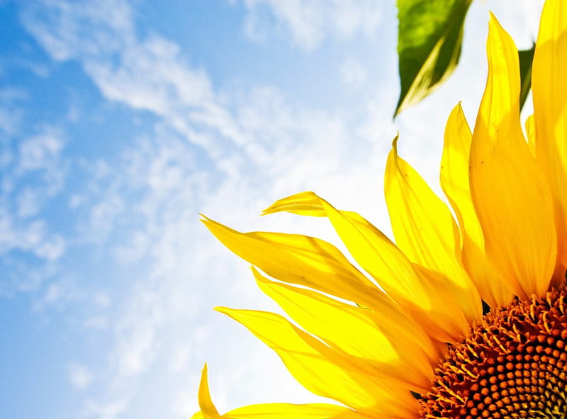 Sunflower Glimpse, flower, yellow, sun, fresh, HD wallpaper