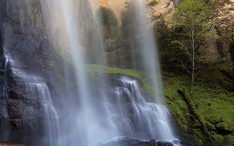 Silver Falls State Park, Oregon, limb, brown, rock, grass, trees, waterfalls, water, green, day, nature, white, falls, HD wallpaper