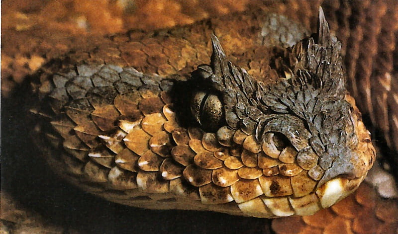 Horned Adder 2, adder, animal, graphy, wide screen, wildlife, viper, reptile, snake, HD wallpaper