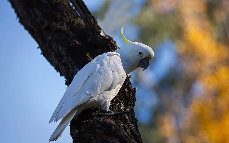 White cockatoo, umbrella cockatoo, big white parrot, cockatoo, parrots, beautiful white bird, Indonesia, HD wallpaper