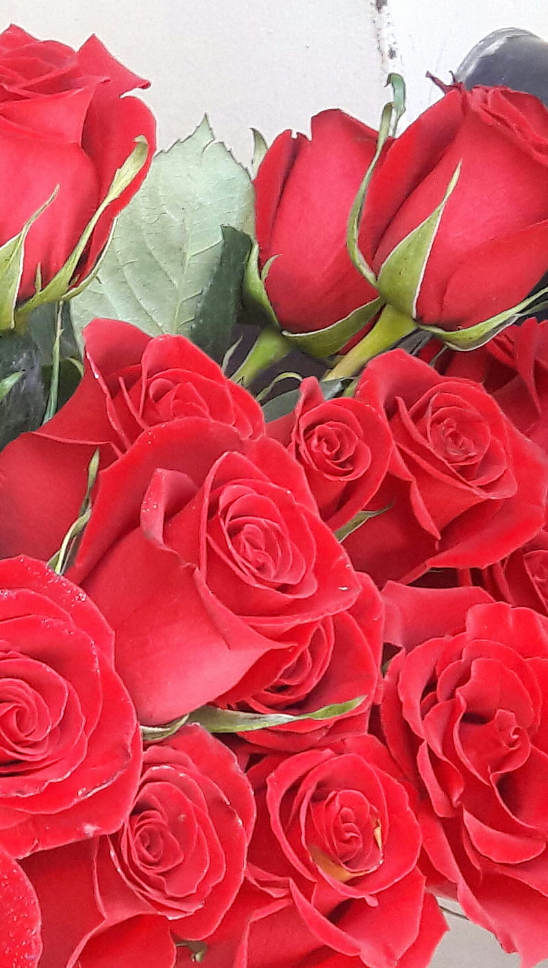 Romantic red roses, flowers, love, nature, HD phone wallpaper | Peakpx