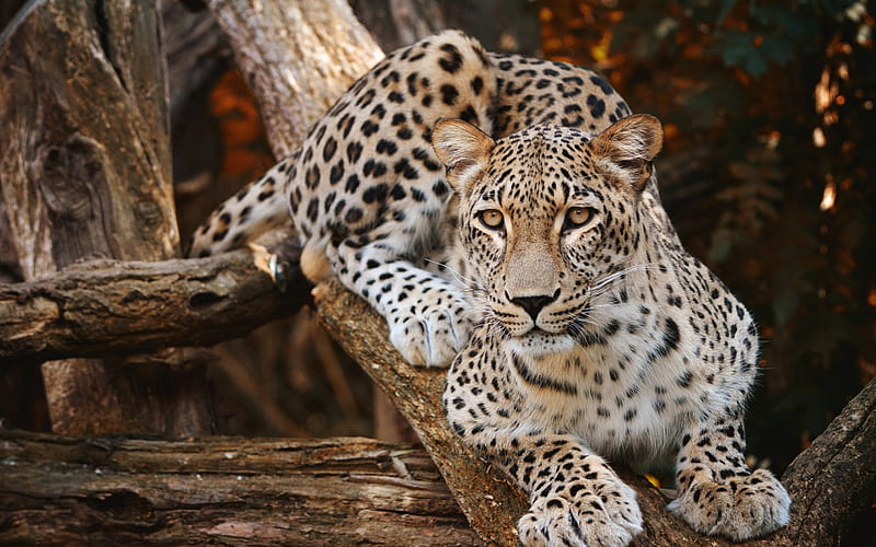 leopard, tree, wildlife, wild cat, dangerous beast, predator, HD wallpaper
