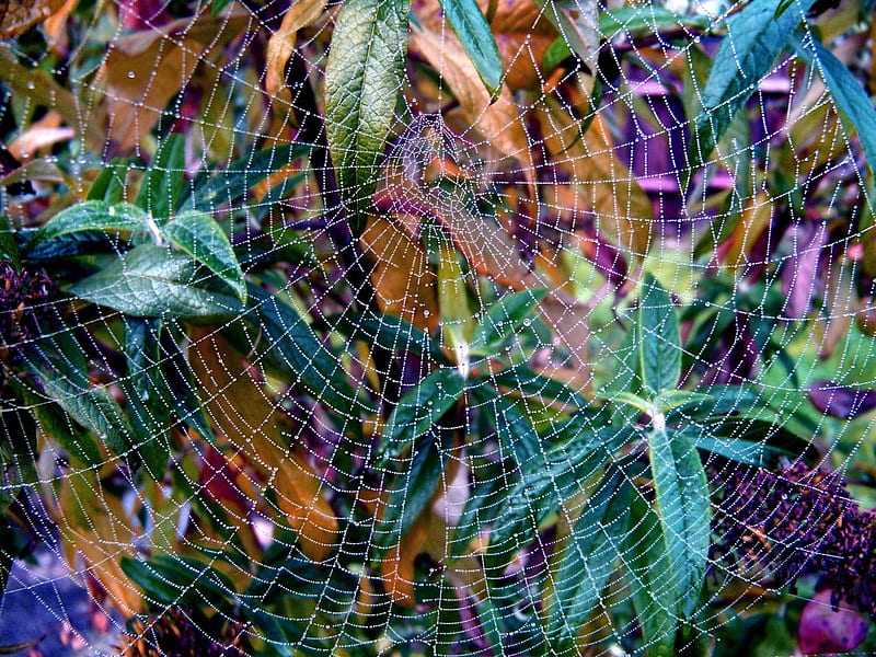 Spider’s web, plants, green, leaf, web, nature, spider, HD wallpaper