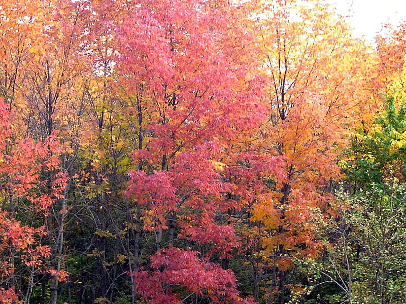 Autumn pallete, red, forest, gold, green, yellow, colors, trees, HD wallpaper