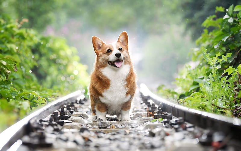 Pembroke Welsh Corgi, railway, animal, dog, HD wallpaper