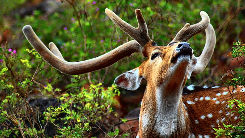 Wild Spotted Deer antlers, graphy, wide screen, wildlife, bonito, animal, deer, HD wallpaper
