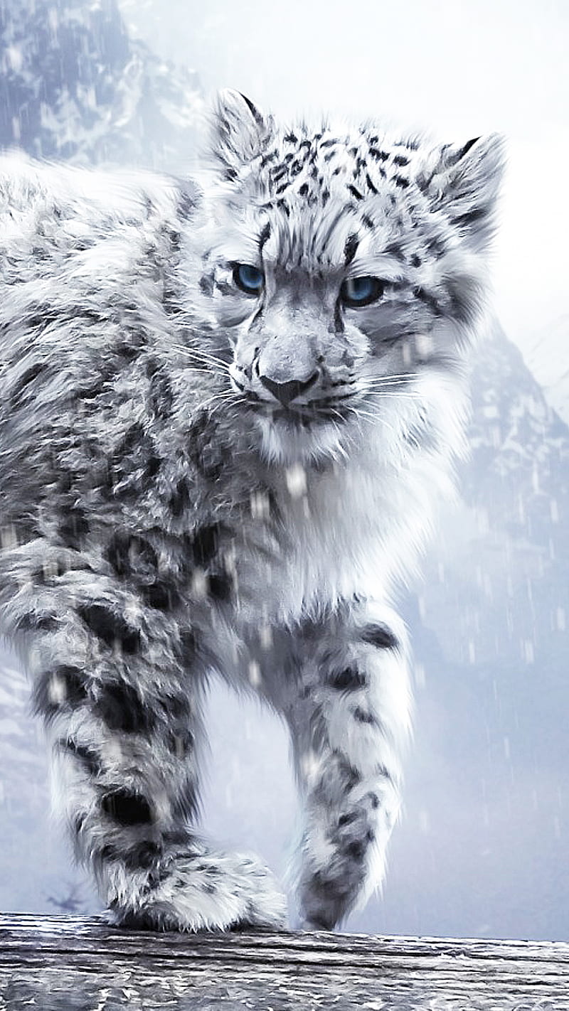 Snow leopard, cat, white, HD phone wallpaper