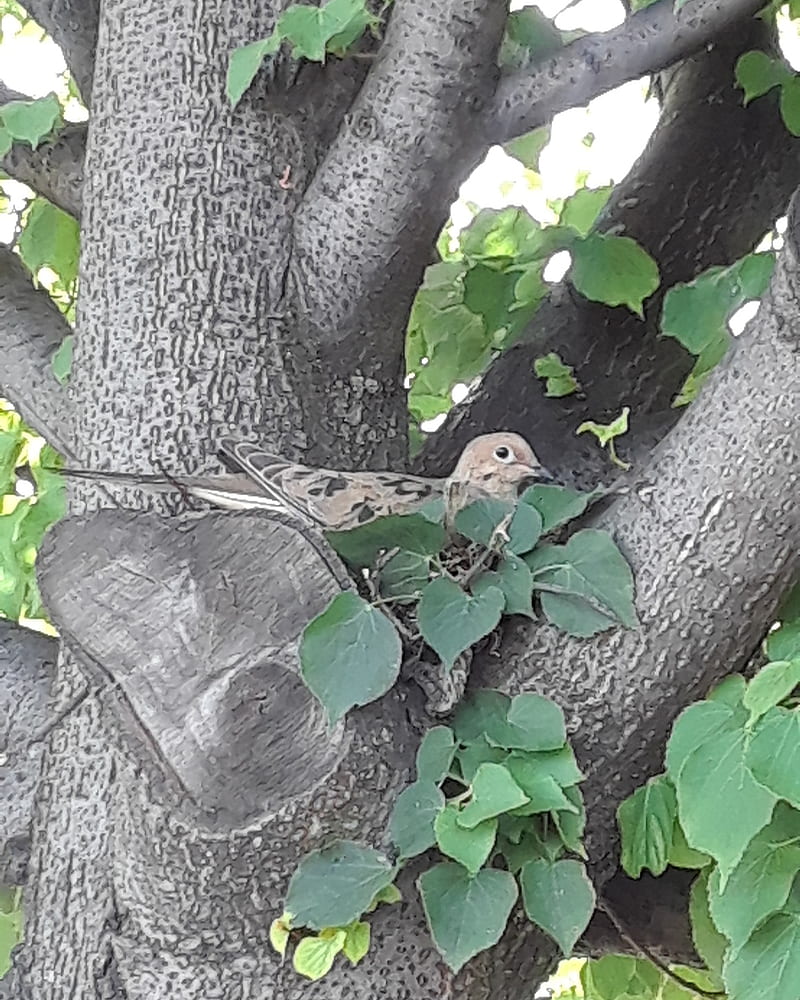 Bird, cute, oak, real, tree, trees, HD phone wallpaper