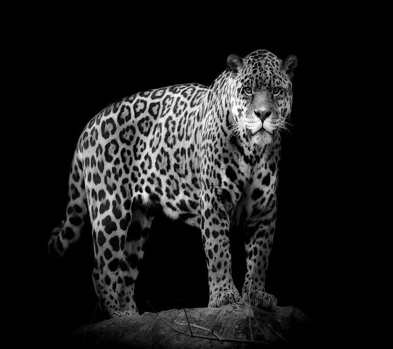 jaguar, leopard, animal, Tiger, art, female, male, angry cat, sumatra, cat, black panther, snow, cub, sister, big cats, HD wallpaper