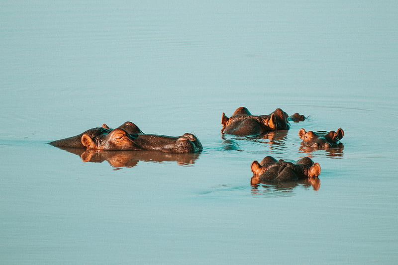 four hippopotamus on body of water, HD wallpaper