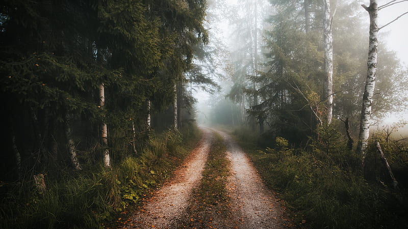 Man Made, Path, Birch, Fog, Forest, HD wallpaper