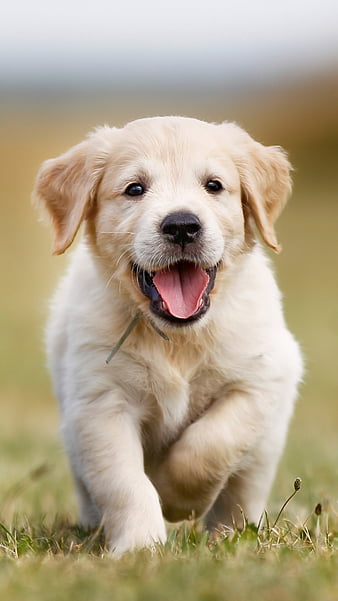 HD dog wallpapers  Peakpx