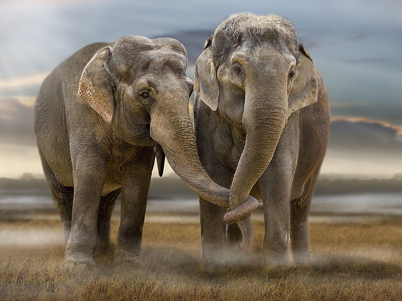 Pure Love, elephant, african, love, asian, trunks, field, twisted, HD  wallpaper | Peakpx