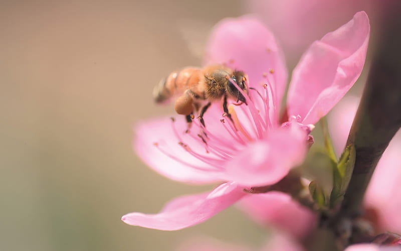 A bee on plum blossom, HD wallpaper