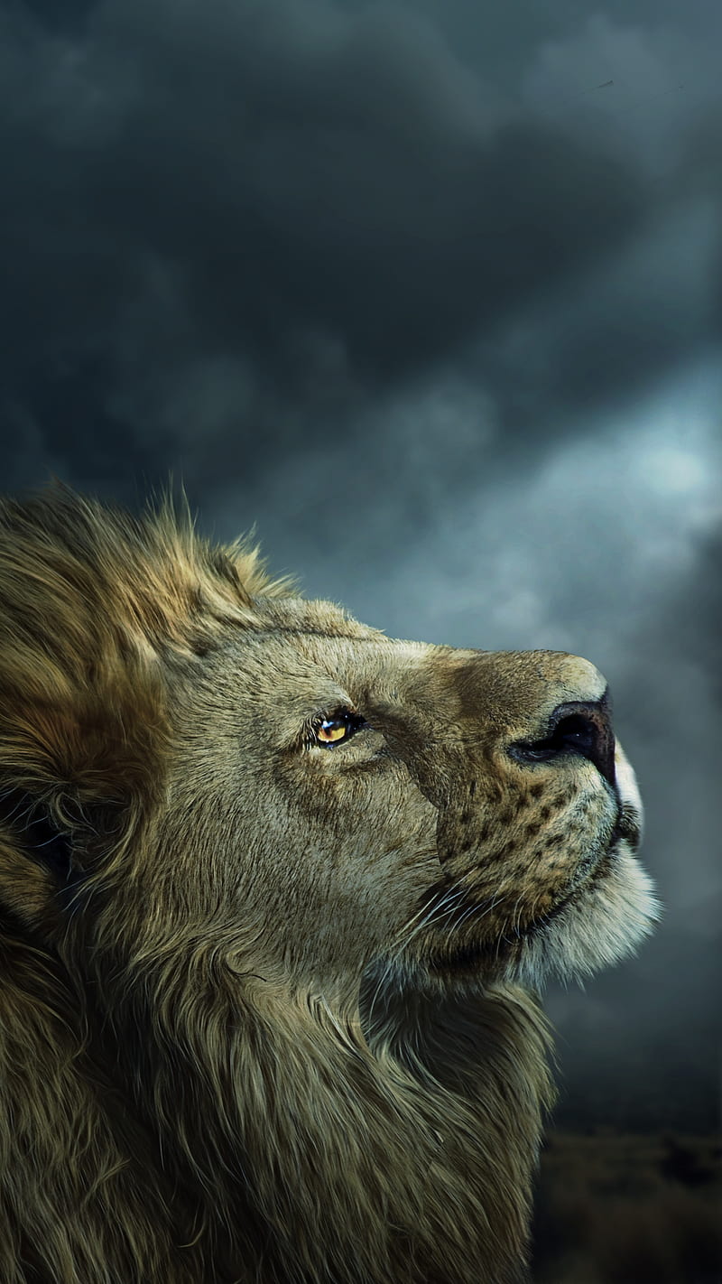 Ray Of Light Animal Animal Dark Sky Dramatic Fierce For Phone Handsome Hd Phone Wallpaper Peakpx