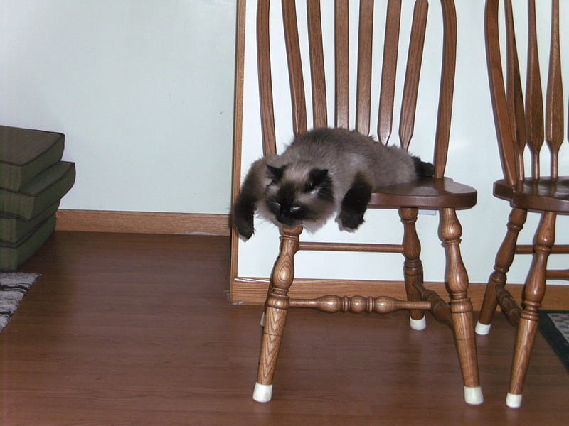 How our cat sleeps on a chair, crazy, silly, tired, cat, sleeping, HD wallpaper