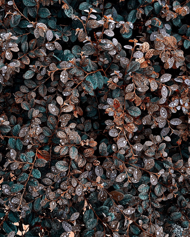 plant, bush, leaves, dew, drops, wet, HD phone wallpaper