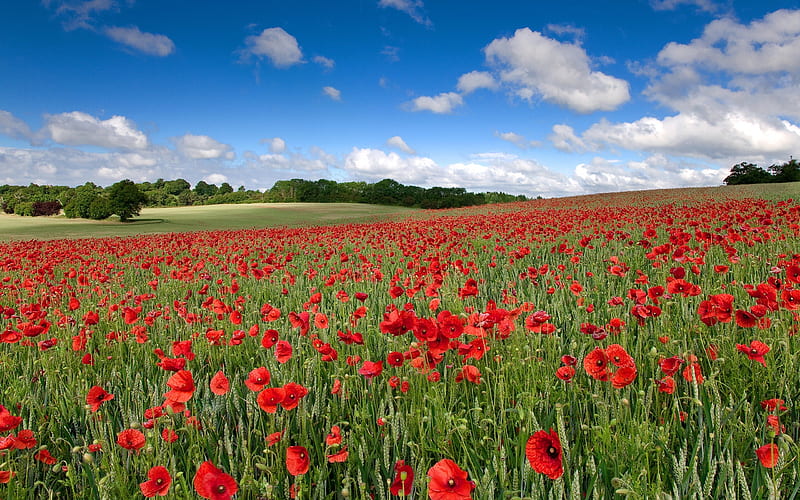 Field of Remembrance, red, pretty, grass, poppies, sunny, bonito, clouds, splendor, flowers field, green, flowers, beauty, poppy, lovely, view, sky, trees, tree, poppies field, red flowers, peaceful, field of poppies, field of flowers, naturw, landscape, HD wallpaper