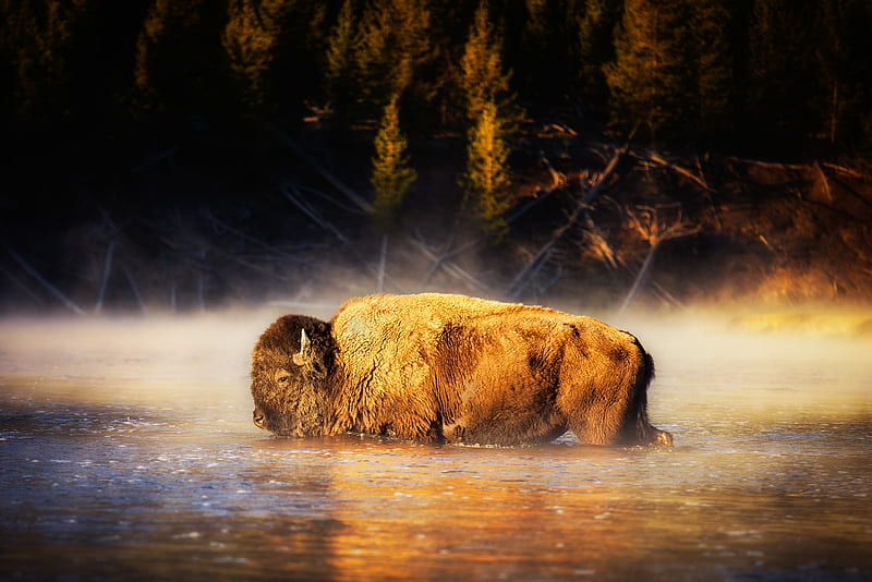 American Bison, american-bison, animals, HD wallpaper