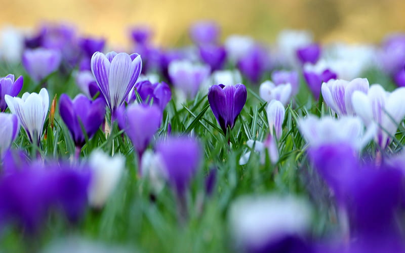 crocuses, spring, purple flowers, close-up, HD wallpaper
